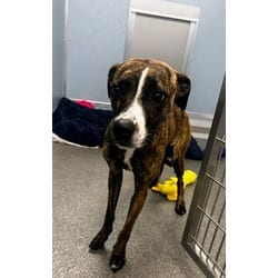 Photo of Sofie, adoptable Mixed Breed (Medium) in Munster, Indiana