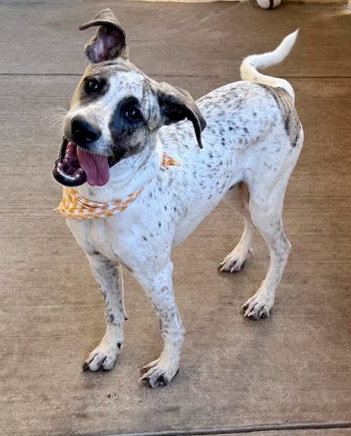 Photo of White-Out, adoptable Hound in McKinney, Texas
