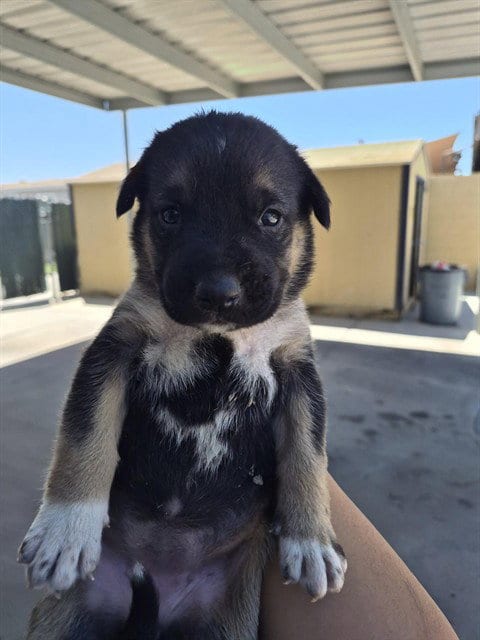 Photo of A170525, adoptable German Shepherd Dog in Bakersfield, California