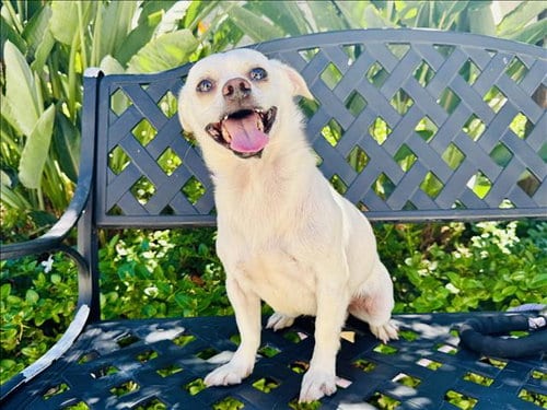 Photo of Blanco, adoptable Chihuahua in San Pedro, California
