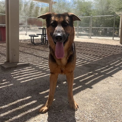 Photo of Kaiser, adoptable German Shepherd Dog in Thousand Palms, California