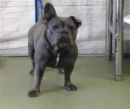 Photo of Piper, adoptable French Bulldog in San Bernardino, California