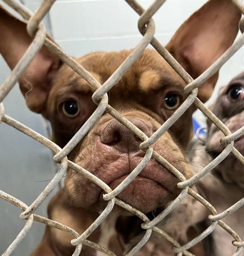 Photo of Copper, adoptable French Bulldog in Tavares, Florida