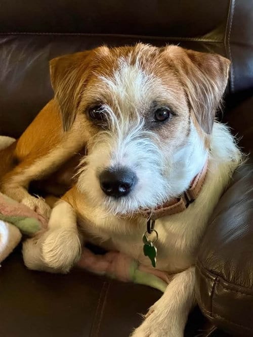 Photo of Scrappy, adoptable Jack Russell Terrier in Springdale, Pennsylvania