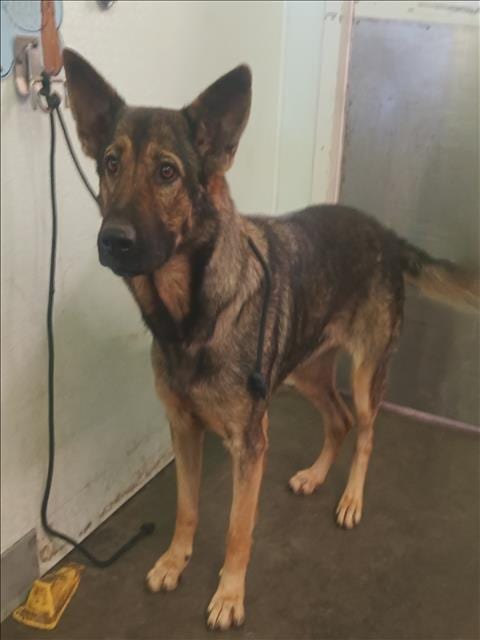 Photo of Marina, adoptable German Shepherd Dog in Los Angeles, California