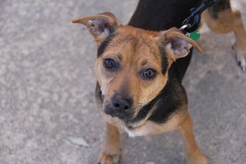 Photo of Poppy, adoptable Chihuahua in Charlotte, North Carolina