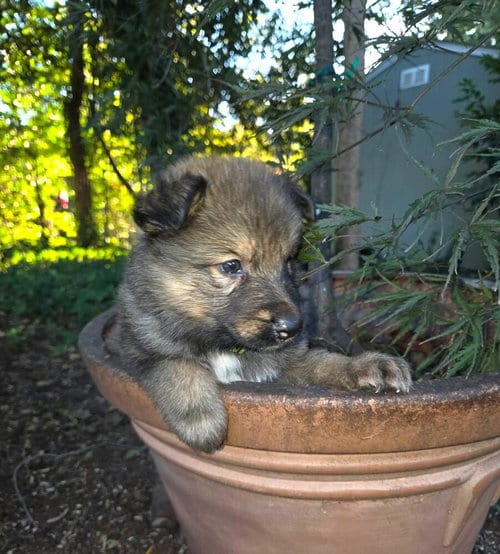 Photo of Pumpkins Litter Leaf - Located in SC, adoptable Belgian Shepherd Malinois in Imlay City, Michigan