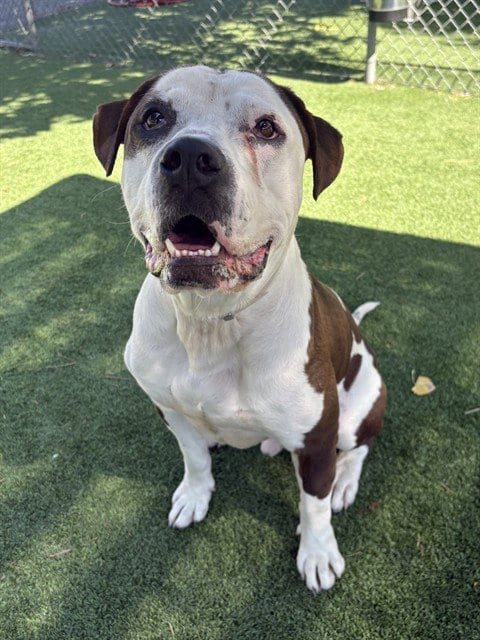 Photo of Zuko, adoptable American Staffordshire Terrier in Castaic, California
