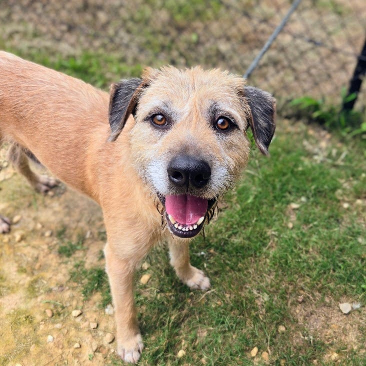 Photo of Ricardo, adoptable Mixed Breed in Douglasville, Georgia