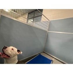 Photo of Damion, adoptable American Pit Bull Terrier in Baton Rouge, Louisiana