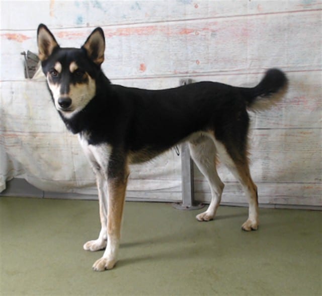 Photo of Senior German Shepherd Dog, adoptable German Shepherd Dog in Devore, California