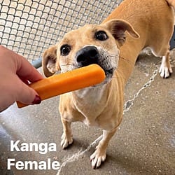 Photo of Kanga, adoptable Labrador Retriever Mixed Breed (Medium) in Burnsville, North Carolina