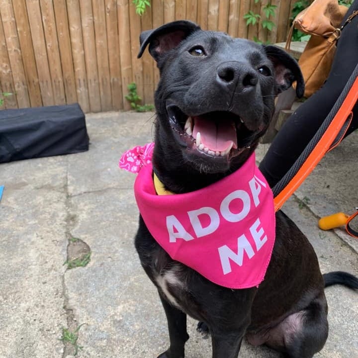 Photo of Alexa, adoptable Retriever, Labrador / Mixed Breed (Medium) in Whitestone, New York