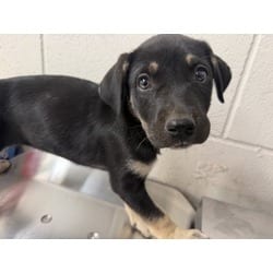 Photo of Coriander, adoptable American Pit Bull Terrier in San Bernardino, California