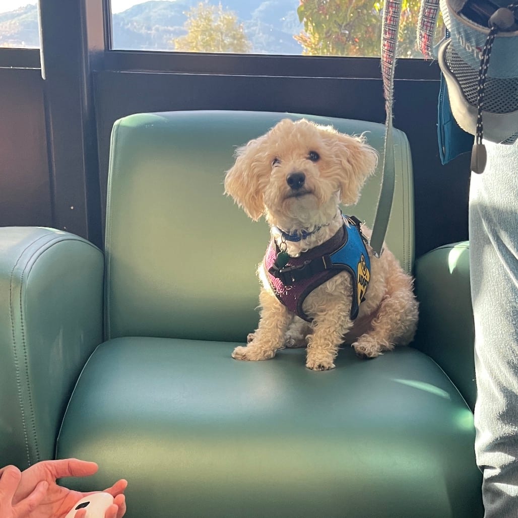 Photo of Charlie, adoptable Bichon Frise in Jackson County, Oregon