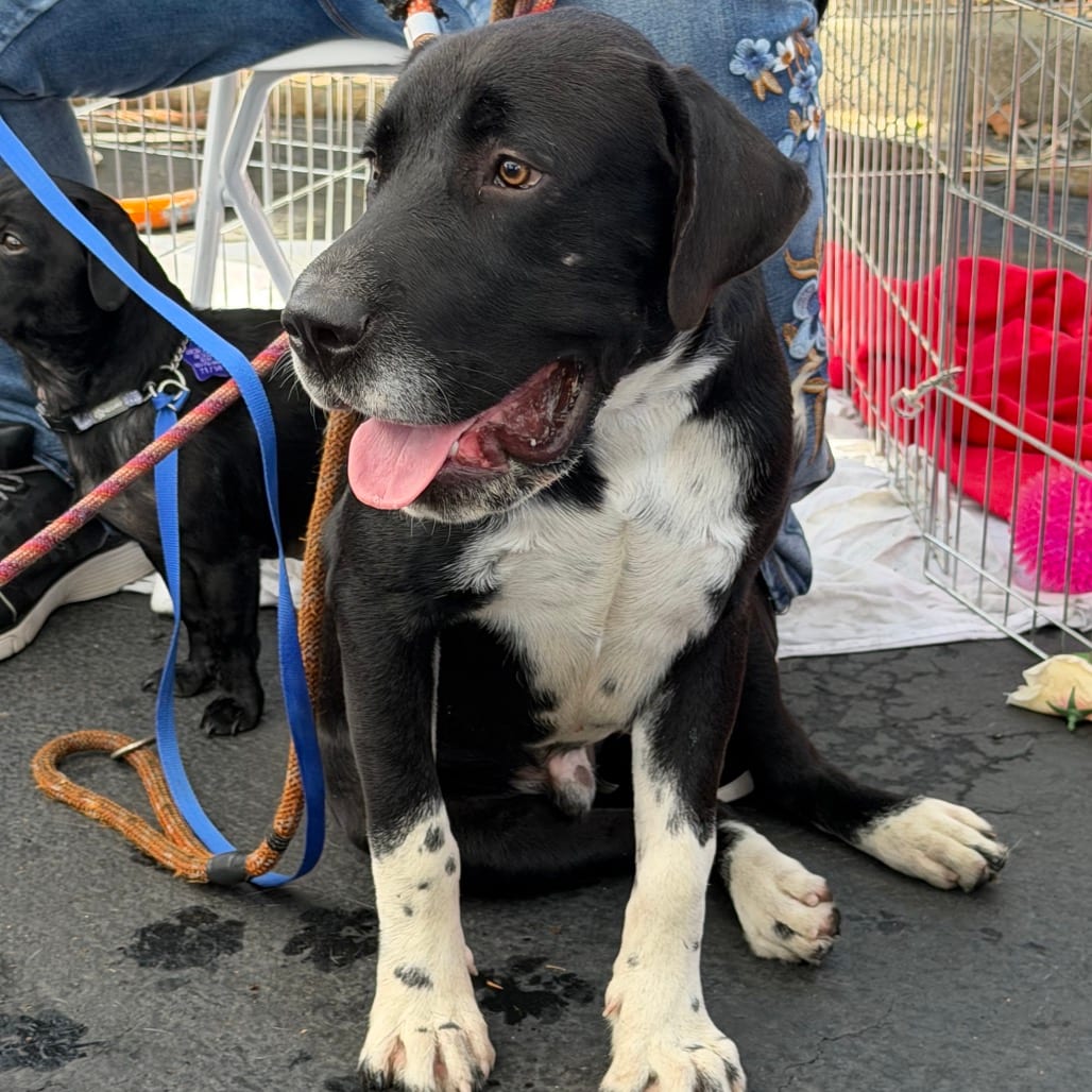 Photo of Stellar, adoptable Mixed Breed (Medium) in San Francisco, California