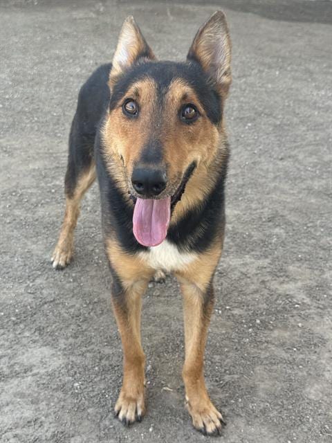 Photo of Kit, adoptable German Shepherd Dog in Riverside, California