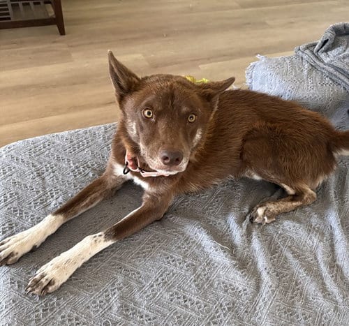 Photo of Yahoo, adoptable Siberian Husky in Phoenix, Arizona
