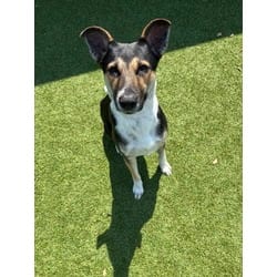 Photo of Fonzie, adoptable Mixed Breed (Medium) in Baton Rouge, Louisiana