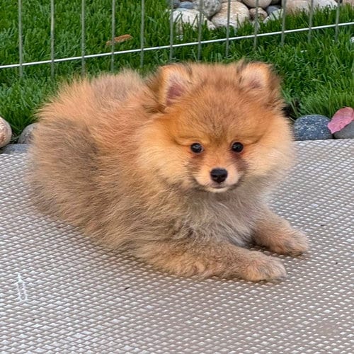 Photo of Solana, adoptable Unknown breed in Rancho Santa Fe, California