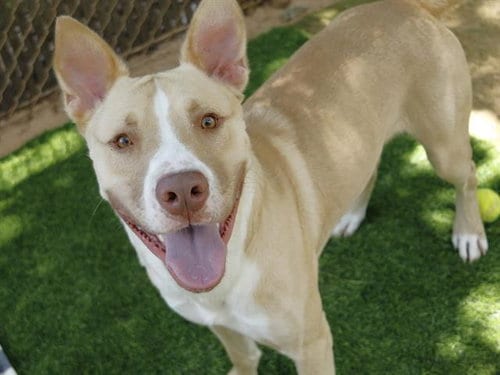 Photo of Low Ki, adoptable Siberian Husky in Tallahassee, Florida