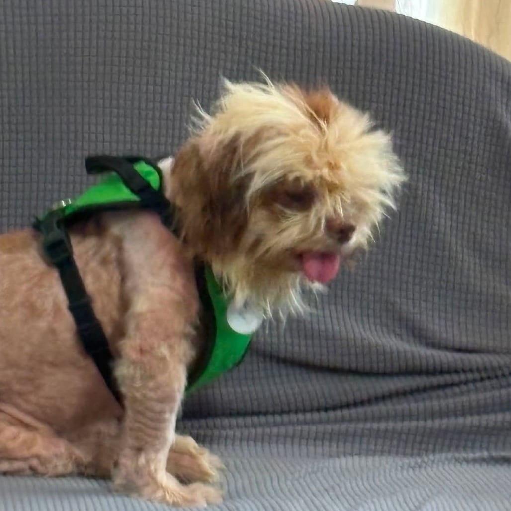 Photo of Spencer, adoptable Shih Tzu in Normal, Illinois