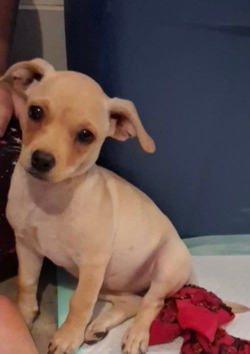 Photo of Sponsor Or, adoptable Chihuahua in Grafton, Wisconsin