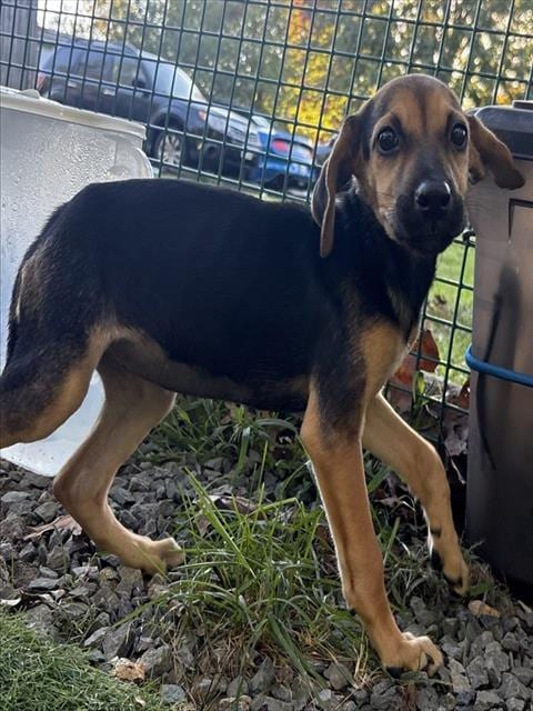 Photo of Fern, adoptable Treeing Walker Coonhound in Brewster, Massachusetts