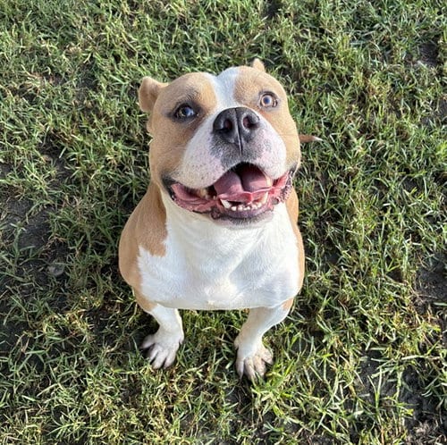 Photo of King, adoptable Pit Bull Terrier in Riverside, California