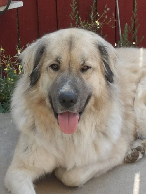 Photo of Baldur, adoptable Anatolian Shepherd in Tabernash, Colorado
