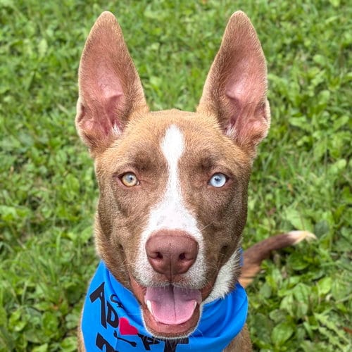 Photo of Ram, adoptable Unknown breed in Jefferson, Wisconsin
