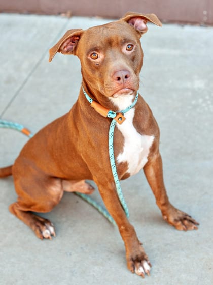 Photo of Mills, adoptable dog in Chamblee, Georgia