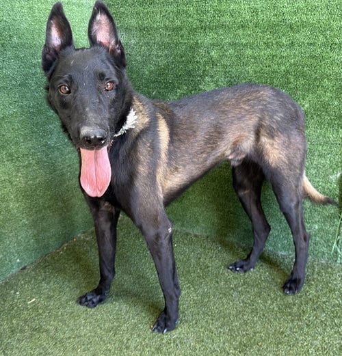 Photo of Shadow, adoptable Belgian Shepherd Malinois in Lancaster, California