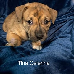 Photo of Tina Celerina, adoptable Plott Hound American Staffordshire Terrier in St. Clair Shores, Michigan