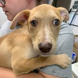 Photo of Leonard, adoptable Mixed Breed (Medium) in Maumee, Ohio