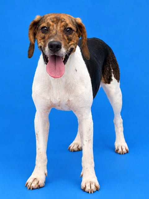 Photo of Lily, adoptable Beagle in Westminster, Maryland