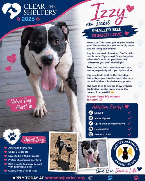 Photo of Isabel, adoptable American Staffordshire Terrier in Orange Grove, Texas
