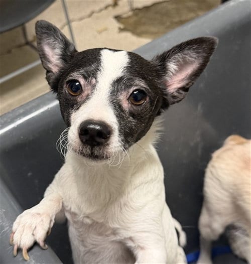 Photo of Max, adoptable Chihuahua in Bakersfield, California
