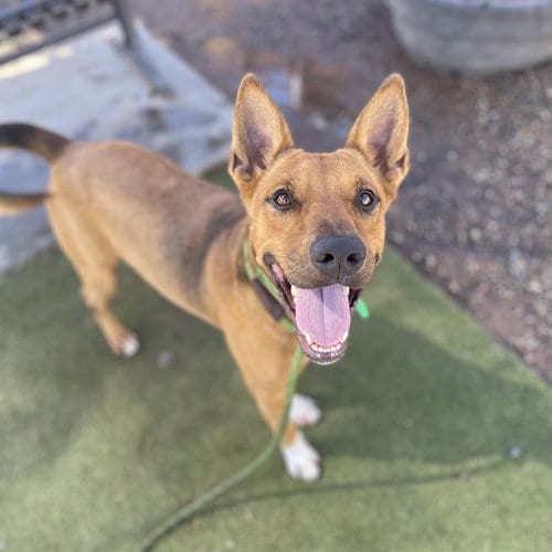 Photo of Burger, adoptable Carolina Dog in Phoenix, Arizona