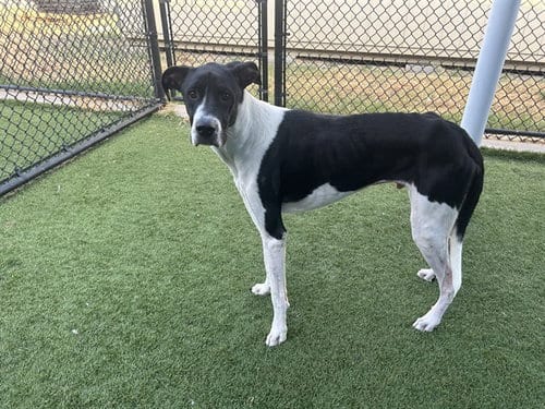 Photo of Lucas, adoptable Great Dane in Dallas, Texas