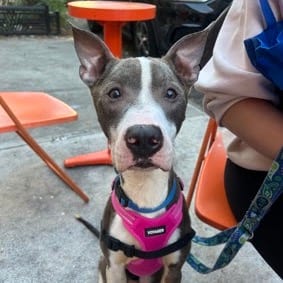 Photo of Heartbreaker, adoptable Mixed Breed (Medium) in Jersey City, New Jersey