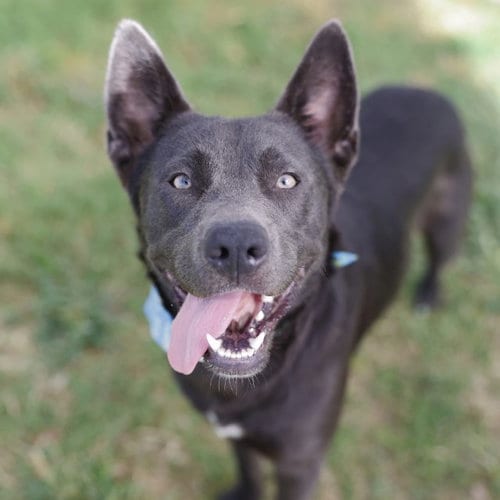 Photo of Travis, adoptable Chow Chow in San Antonio, Texas