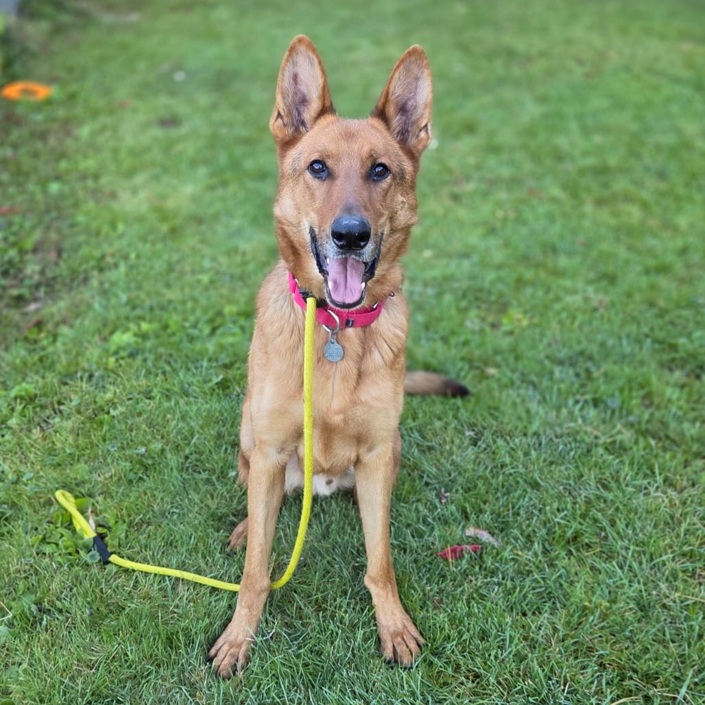 Photo of Max, adoptable Shepherd, German in Pittsford, Vermont