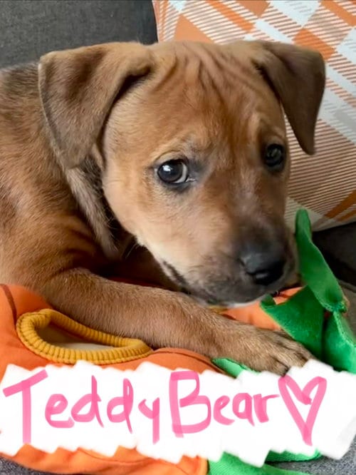 Photo of Teddy Bear, adoptable Hound in Hillsboro, Missouri