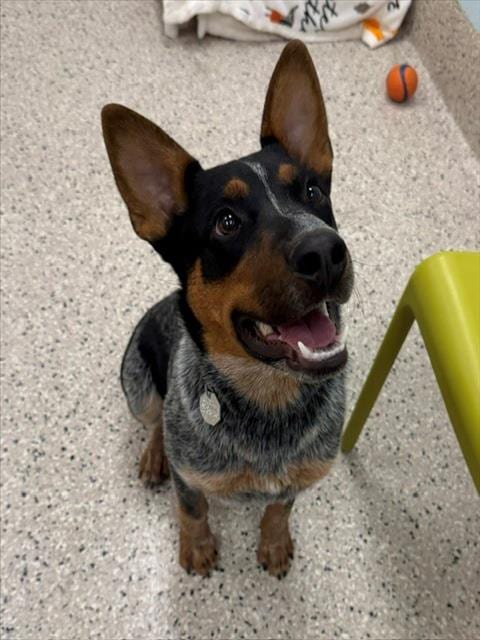 Photo of Dubai, adoptable Australian Cattle Dog/Blue Heeler in Brighton, Colorado