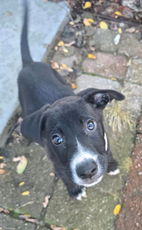 Photo of Anya, adoptable Pit Bull Terrier in Clarkston, Michigan