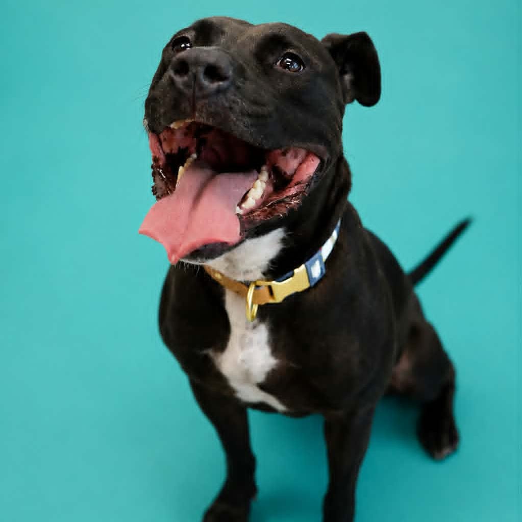 Photo of Stella, adoptable Terrier, American Staffordshire / Mixed Breed (Medium) in Monticello, Iowa