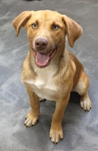Photo of Abe, adoptable Shepherd in Thief River Falls, Minnesota