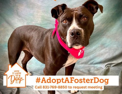 Photo of Luna, adoptable Pit Bull Terrier in Salinas, California