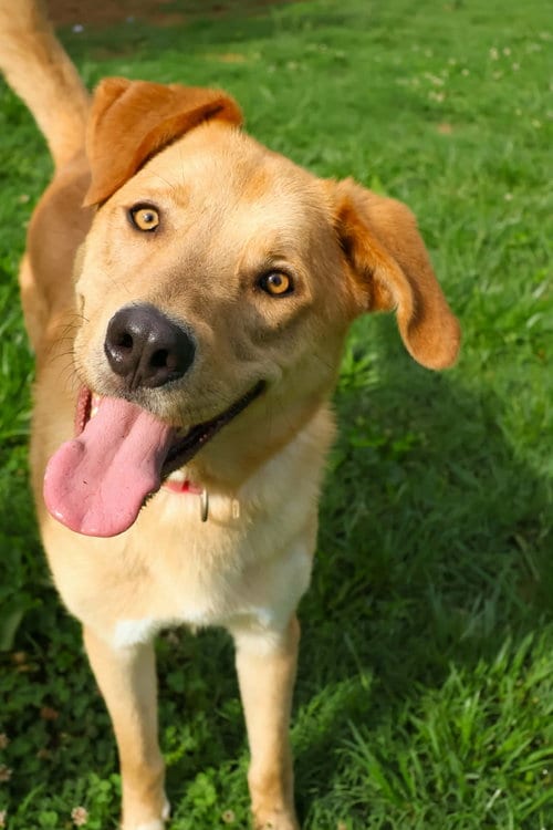 Photo of George, adoptable Golden Retriever in Rustburg, Virginia